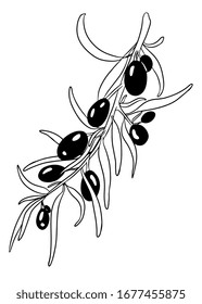 Hand drawn vector olive branch. White background. Isolated. Engraving monochrome technique.