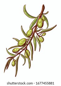 Hand drawn vector olive branch. White background. Isolated. Engraving technique.