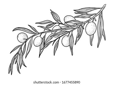 Hand drawn vector olive branch. White background. Isolated. Engraving monochrome technique.