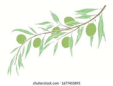 Hand drawn vector olive branch. White background. Isolated. Engraving monochrome technique.