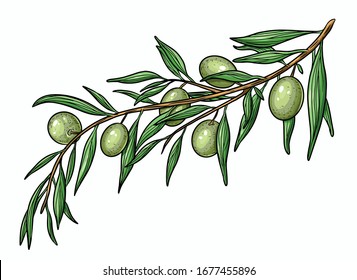 Hand drawn vector olive branch. White background. Isolated. Engraving technique.