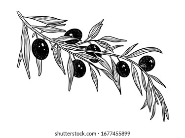 Hand drawn vector olive branch. White background. Isolated. Engraving monochrome technique.
