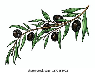 Hand drawn vector olive branch. White background. Isolated. Engraving technique.