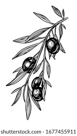 Rama de olivo vectorial dibujada a mano. Fondo blanco. Aislado. Técnica monocromática de grabado.