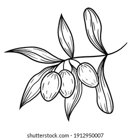 Hand drawn vector olive branch illustration. Isolated black linework olives clipart. Olives elements set. Graphic olives.
