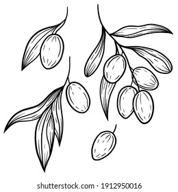 Ilustración de la rama de olivo vectorial dibujada a mano. Aceitunas de línea negra aisladas clipart. Elementos de aceitunas establecidos. Aceitunas gráficas.