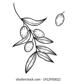 Hand drawn vector olive branch illustration. Isolated black linework olives clipart. Olives elements set. Graphic olives.