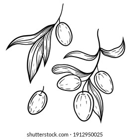 Hand Drawn Vector Olive Branch Illustration Stock Vector (Royalty Free ...