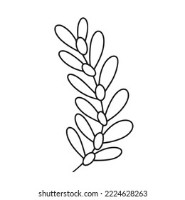 Hand drawn vector olive branch isolated