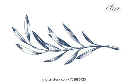 Hand drawn vector olive branch. White background. Isolated. Monochrome engraving technique.