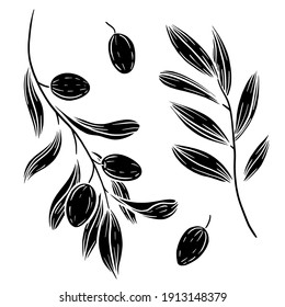 Hand drawn vector olive branches illustration. Isolated black linocut olives clipart. Olives elements set. Graphic block print olives.