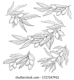 Hand drawn vector olive set. Olive branches isolated on white background.Engraving illustration olive-tree.Design element for packing olive oil, cosmetics.Natural plant product.