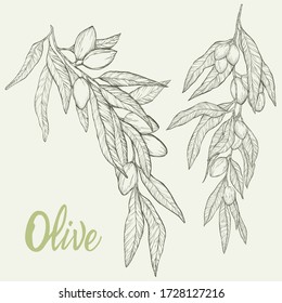 Hand drawn vector olive set. Olive branches isolated on white background.Engraving illustration olive-tree.Design element for packing olive oil, cosmetics.Natural plant product.