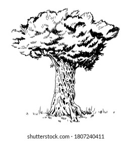 Hand drawn vector olive tree on a white background. Monochrome ink sketch.