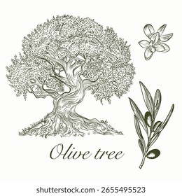 Hand drawn vector olive tree and olives with branches