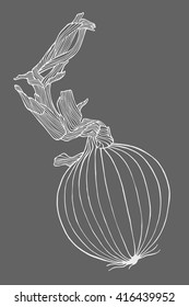 Hand drawn vector onion illustration