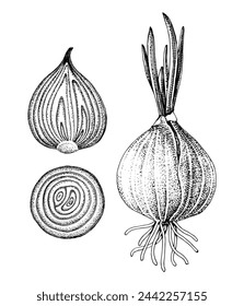 Hand drawn vector onion set