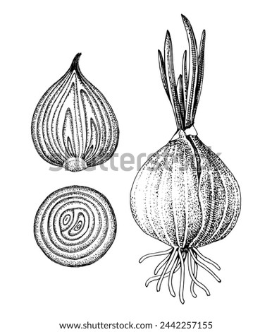 Hand drawn vector onion set