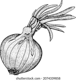 Cebollas vectoriales dibujadas a mano sobre un fondo blanco. Esbozo de comida. Especias. Verdura entera. Ilustración botánica