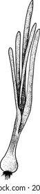 Hand drawn vector onions on a white background. Sketch of food. Spice. Whole vegetable. Botanical illustration
