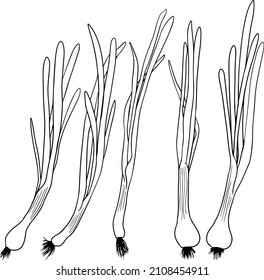 Cebollas vectoriales dibujadas a mano sobre un fondo blanco. Esbozo de comida. Especias. Verdura entera. Páginas de coloreo botánico