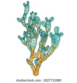 Vector de opuntia dibujado a mano aislado sobre fondo blanco. Ilustración de la planta suculenta.