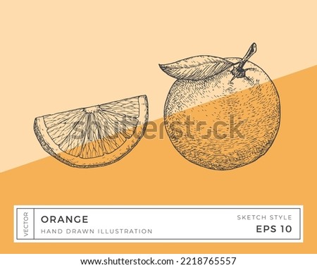 Hand Drawn Vector Orange Citrus Fruit Illustration. Vegan Plant Based Food Drawing with Colorful Background. Isolated