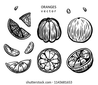 Hand drawn vector orange illustration set. Isolated on white