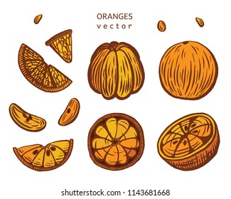 Hand drawn vector orange illustration set. Isolated on white