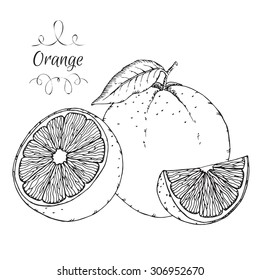 Hand drawn vector orange sketch. Can be used as illustration or material for thematic labels.