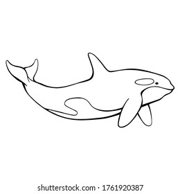 Hand drawn vector of orca isolated on white background. Black and white stock killer whale illustration.