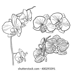 Hand drawn vector orchid isolated on white