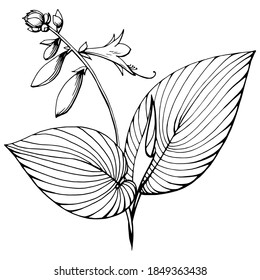 Handgezeichnete Vektorgrafik, schwarz-weißes Bild. Stilvolles Bild von Hostatblumen und Blättern. Handgeschriebene Grafiktechnik