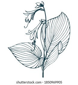 Hand drawn vector outline black and white illustration. Stylized image of hosta flowers and leaves. Handwritten graphic technique