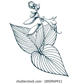 Hand drawn vector outline black and white illustration. Stylized image of hosta flowers and leaves. Handwritten graphic technique