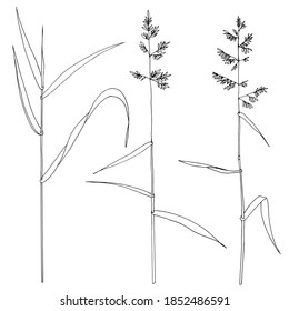 Hand drawn vector outline black and white illustration. Stylized drawing of meadow grass. Decorative grasses and cereals. Handwritten graphic technique