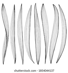 Hand drawn vector outline black and white illustration. Stylized drawing of a set of long leaves of garden plants. Leaves of garden irises. Handwritten graphic technique