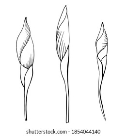 Hand drawn vector outline black and white illustration. Stylized drawing of leaves and flowers of a garden iris plant. Handwritten graphic technique