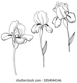 Hand drawn vector outline black and white illustration. Stylized drawing of leaves and flowers of a garden iris plant. Handwritten graphic technique