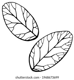 Hand drawn vector outline black and white illustration. Stylized image of oval leaves. Walnut leaves. Handwritten graphic technique