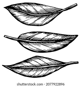 Ilustración en blanco y negro con contorno de vector dibujado a mano. Dibujo estilizado de un conjunto de hojas de plantas cítricas. Hojas de cítricos. Técnica gráfica manuscrita