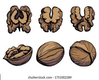 Hand drawn vector outline color  illustration of a walnut. Walnut kernels and shells. Handwritten graphic technique