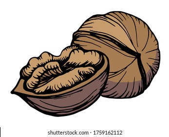 Hand drawn vector outline color  illustration of a walnut. Walnut kernels and shells. Handwritten graphic technique