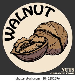 Hand drawn vector outline color illustration of a walnut. Kernels and shells of walnuts. Handwritten graphic technique. Health products. Nuts shop.