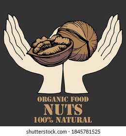 Hand drawn vector outline color illustration of human hands hold two walnuts. Health products. Food for the heart. Handwritten graphic technique
