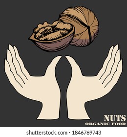 La ilustración de color del contorno del vector dibujado a mano de las manos humanas contiene dos nueces. Productos sanitarios. Comida para el corazón. Técnica gráfica manuscrita