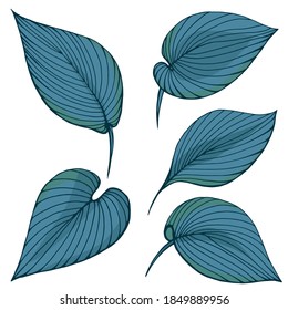 Hand drawn vector outline color illustration. Stylized image of hosta leaves. Handwritten graphic technique