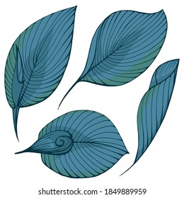 Handgezeichnete Vektorgrafik-Farbgrafik. Stilisiertes Bild von hosta Blätter. Handgeschriebene Grafiktechnik