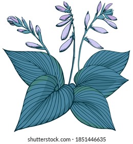 Hand drawn vector outline color illustration. Stylized image of hosta flowers and leaves. Garden plant. Garden elements. Handwritten graphic technique