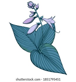 Ilustración de color de contorno de vector dibujado a mano. Imagen estilizada de flores de hosta y hojas. Planta de jardín. Elementos de jardín. Técnica gráfica manuscrita